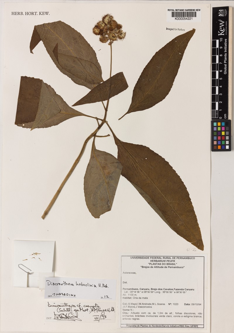 Diacranthera hebeclinia photo 2