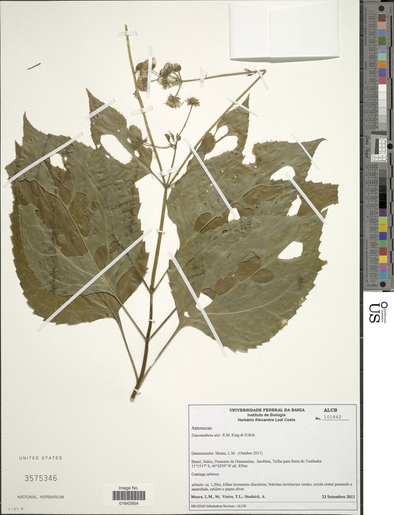 Diacranthera ulei photo 6