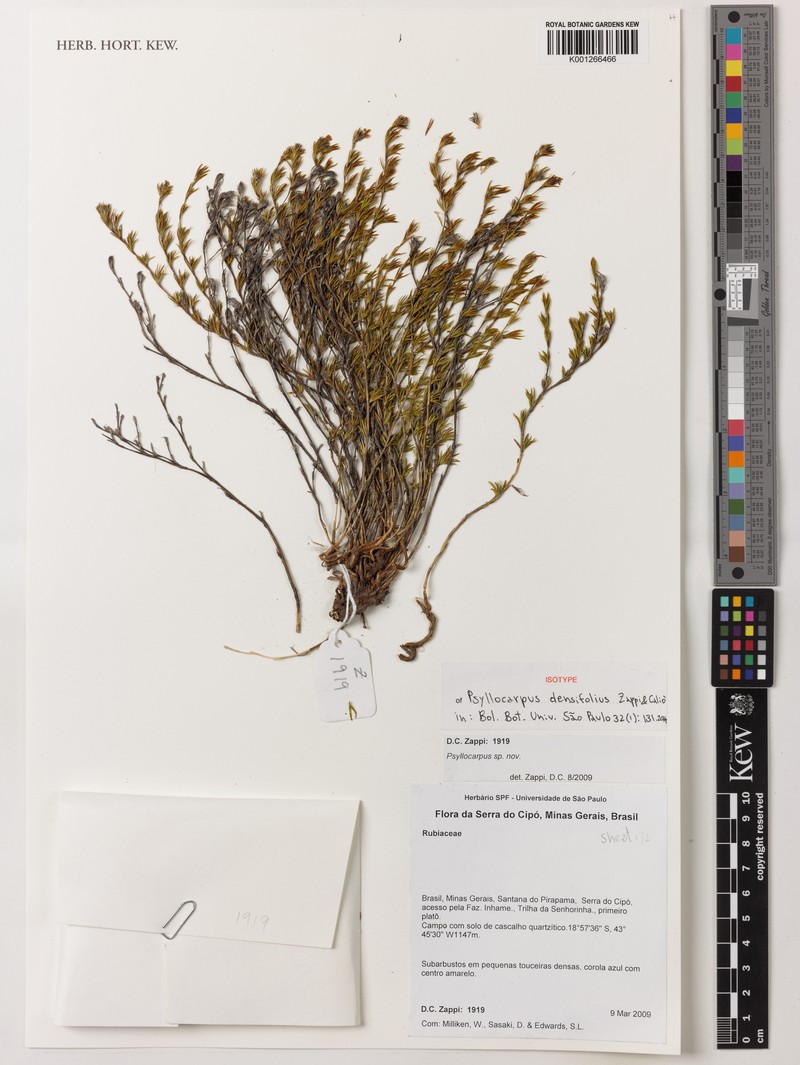Diadorimia densifolia