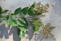 Velvet Tamarind