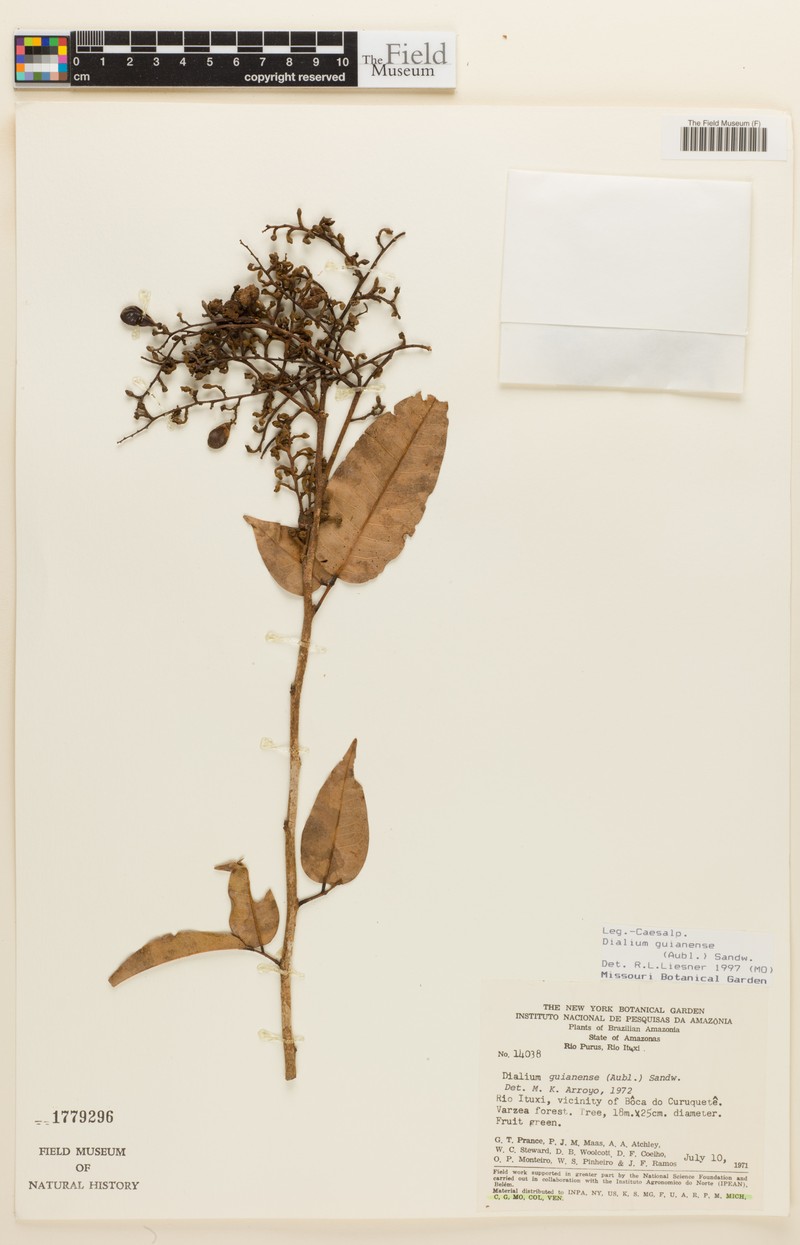 Dialium heterophyllum