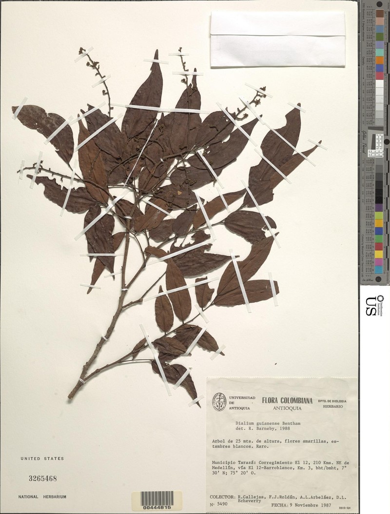 Dialium hexaestaminatum
