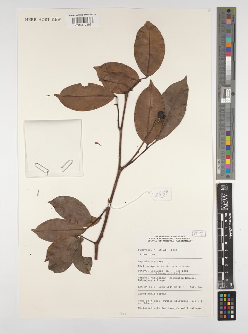 Dialium indum var. indum
