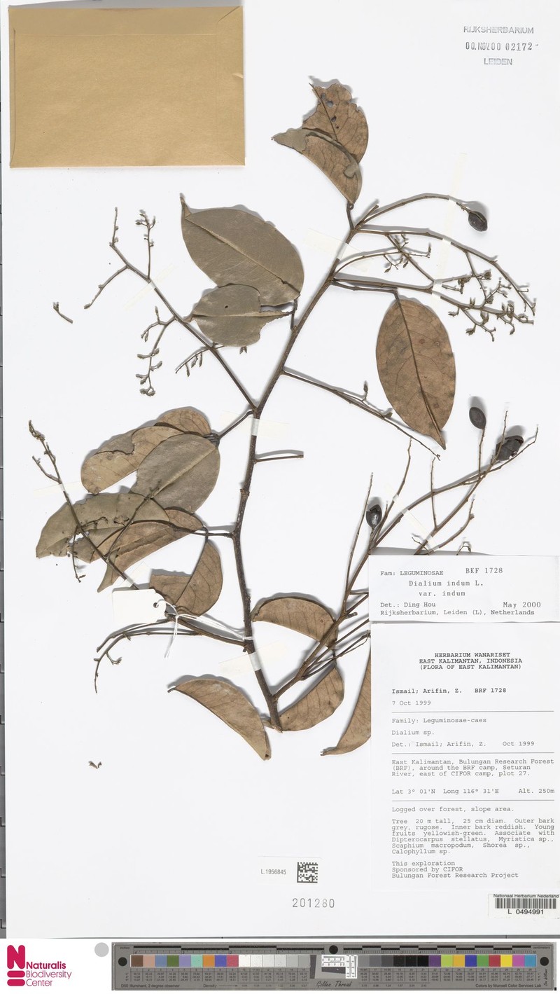 Dialium indum var. indum photo 2