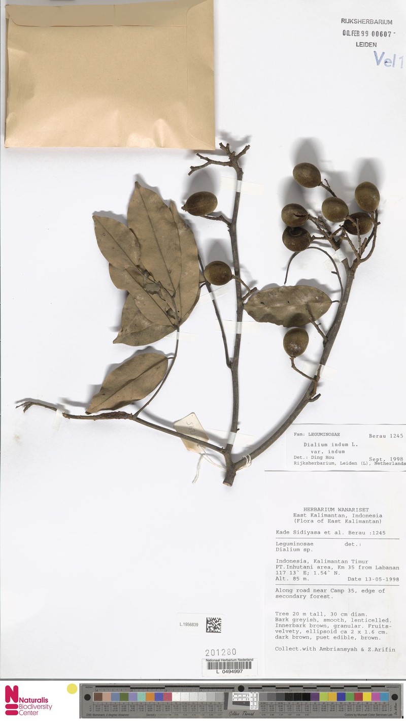 Dialium indum var. indum photo 4
