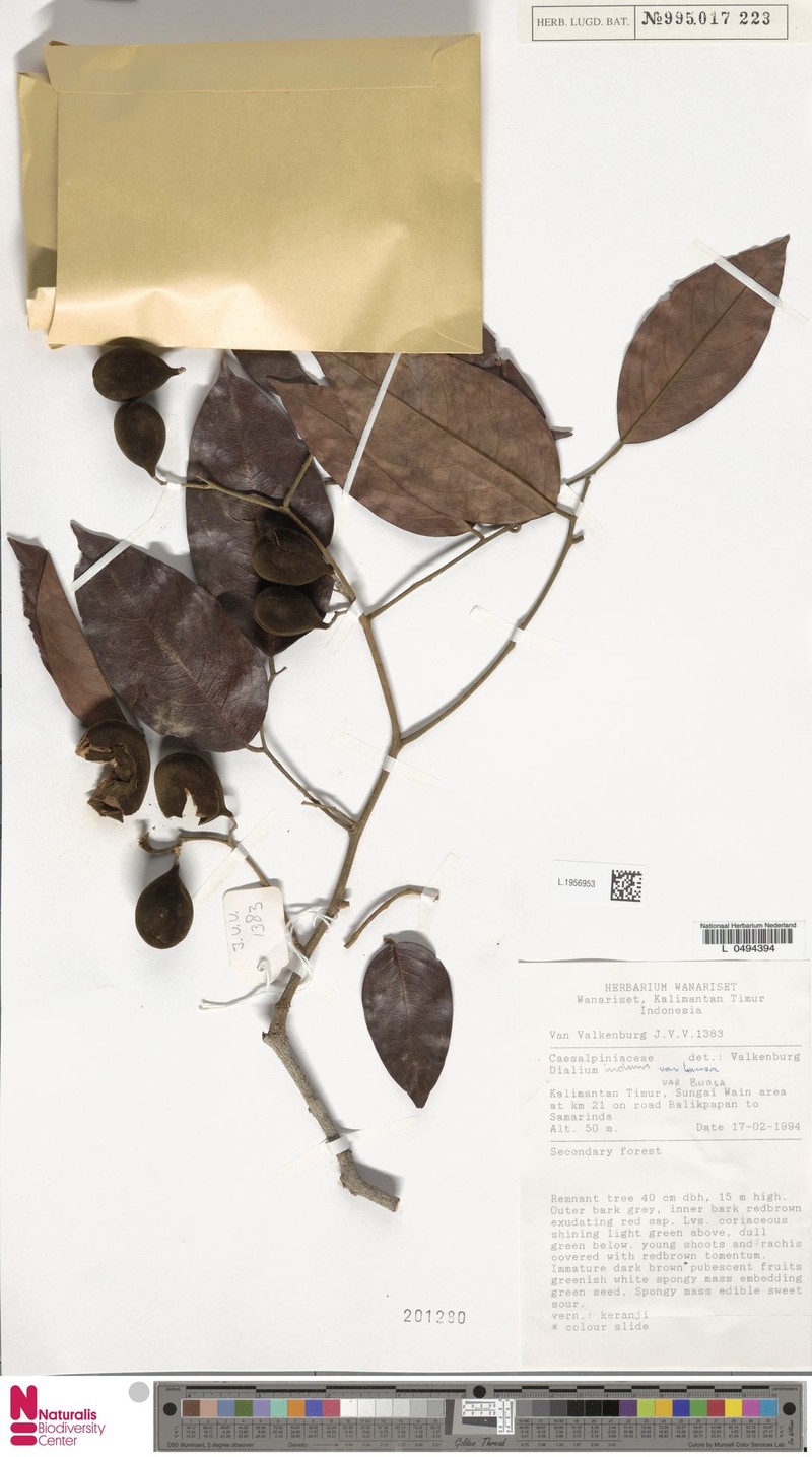 Dialium kunstleri var. kunstleri