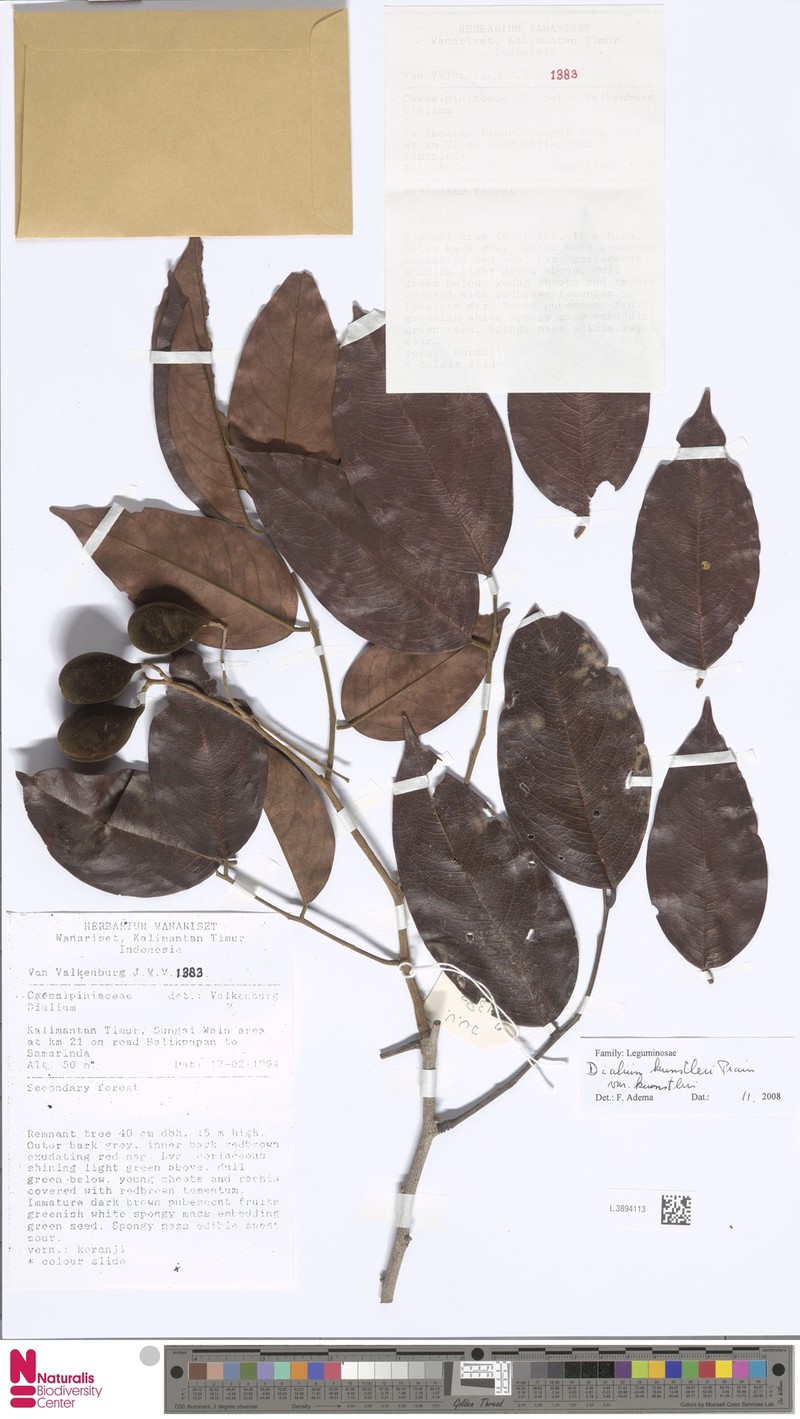 Dialium kunstleri var. kunstleri photo 2