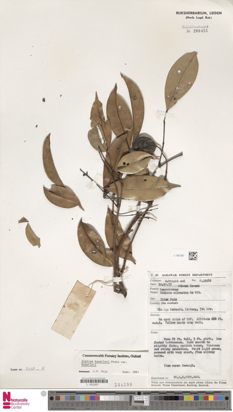 Dialium kunstleri var. kunstleri photo 3