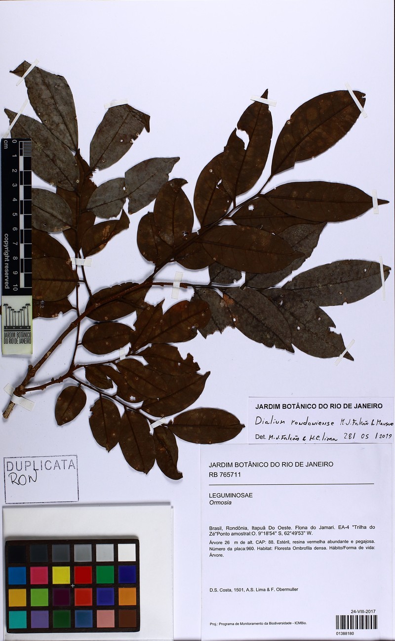 Dialium rondoniense