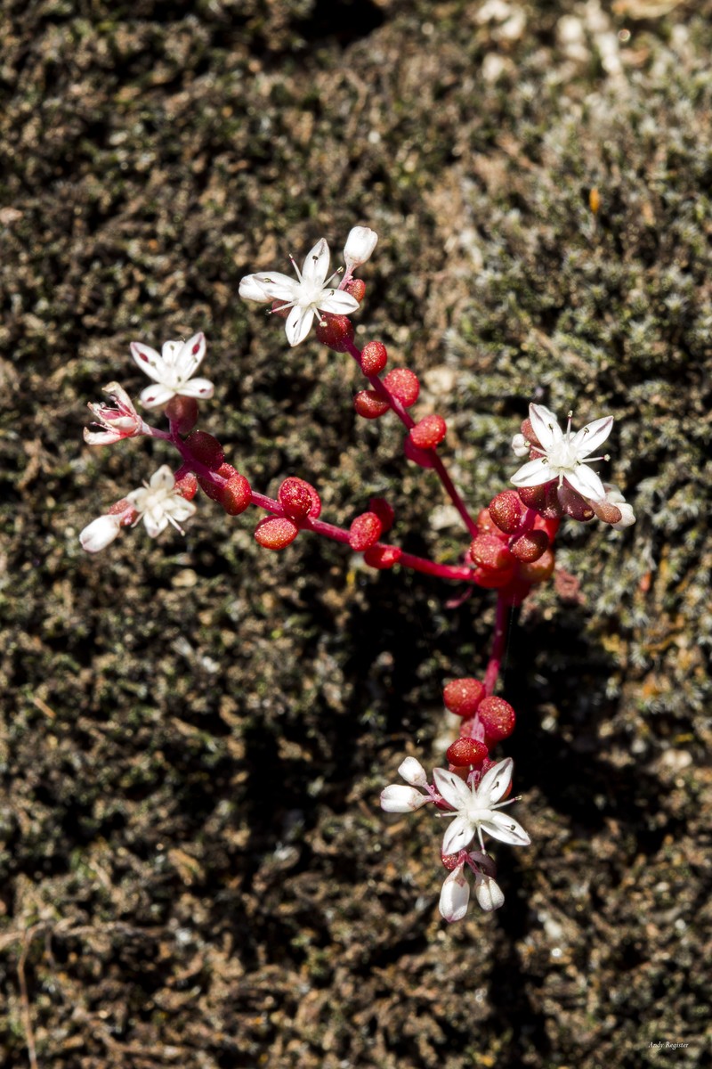 Elf Orpine photo 2