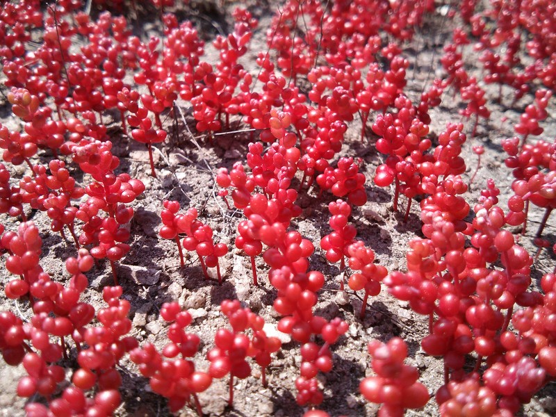 Elf Orpine photo 5