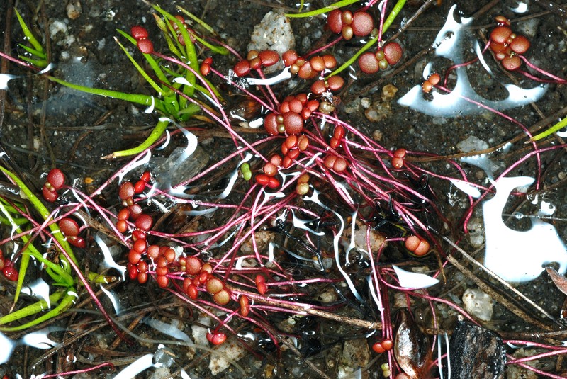 Elf Orpine photo 3