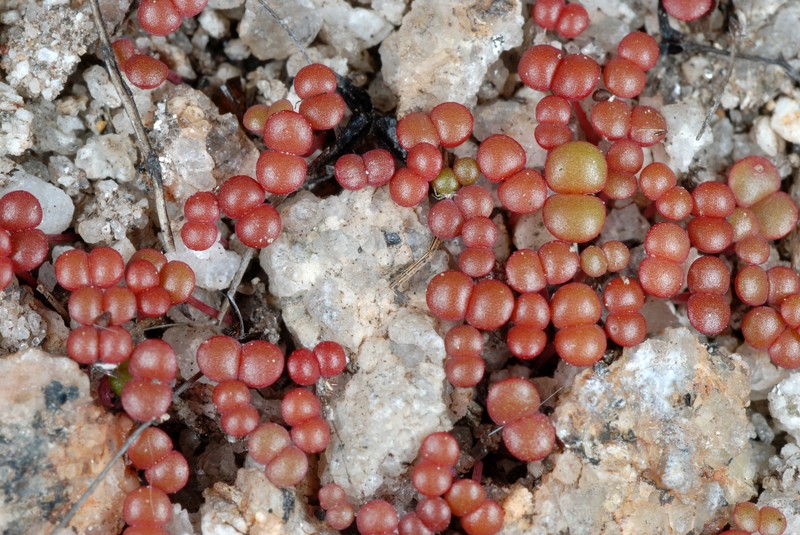 Elf Orpine photo 4