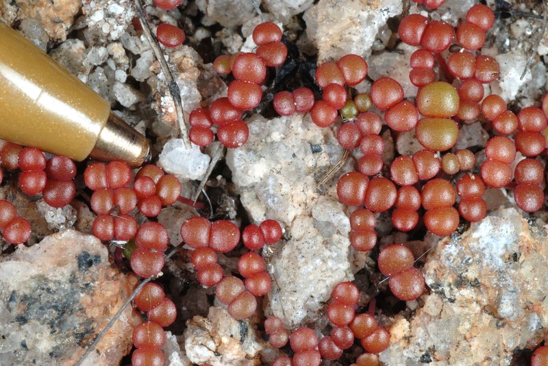 Elf Orpine photo 6