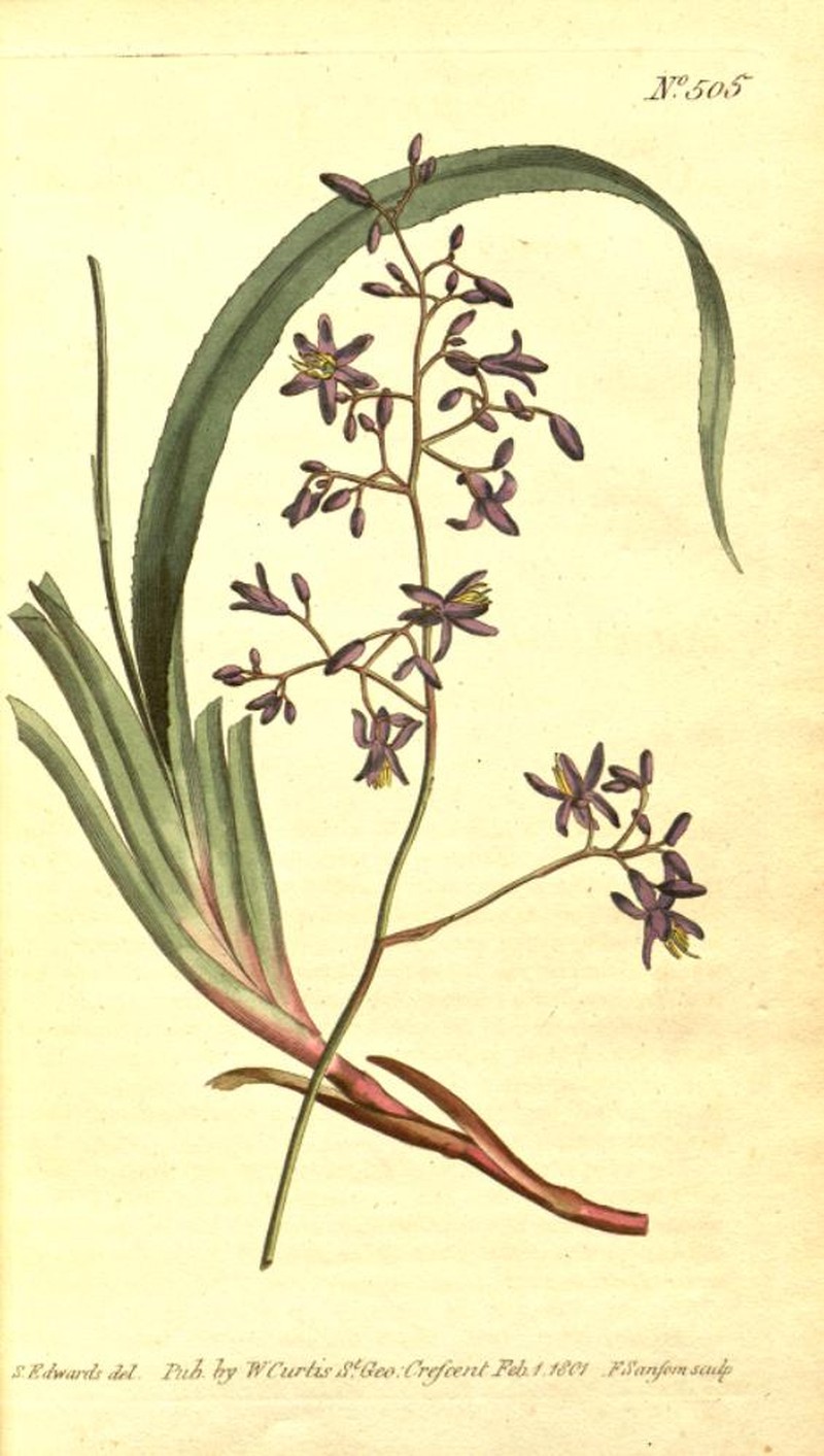 Cerulean Flaxlily photo 5