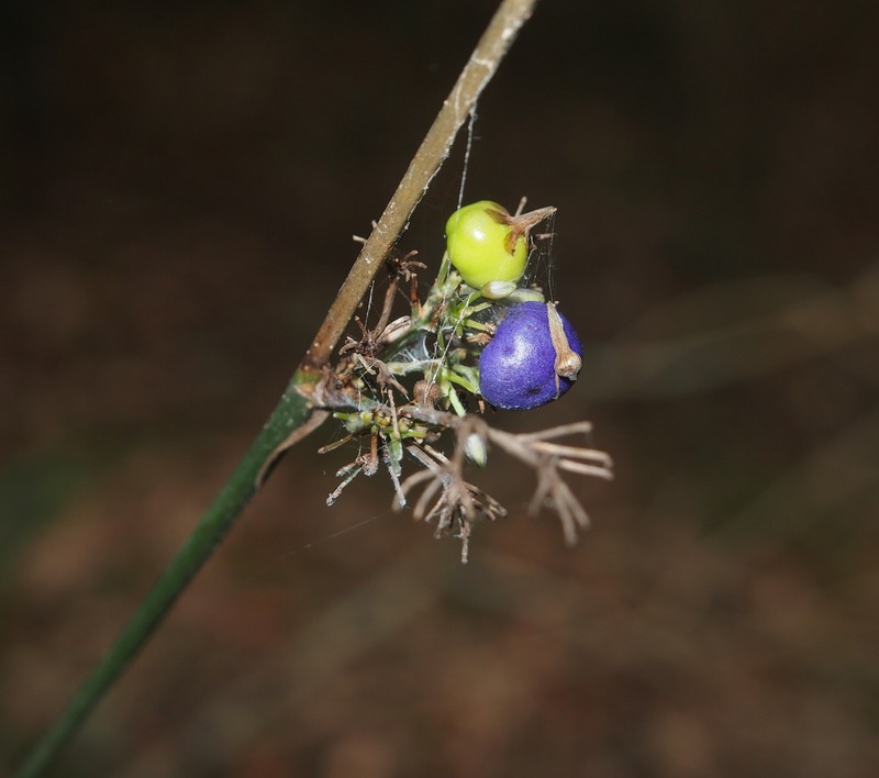 Cerulean Flaxlily photo 2