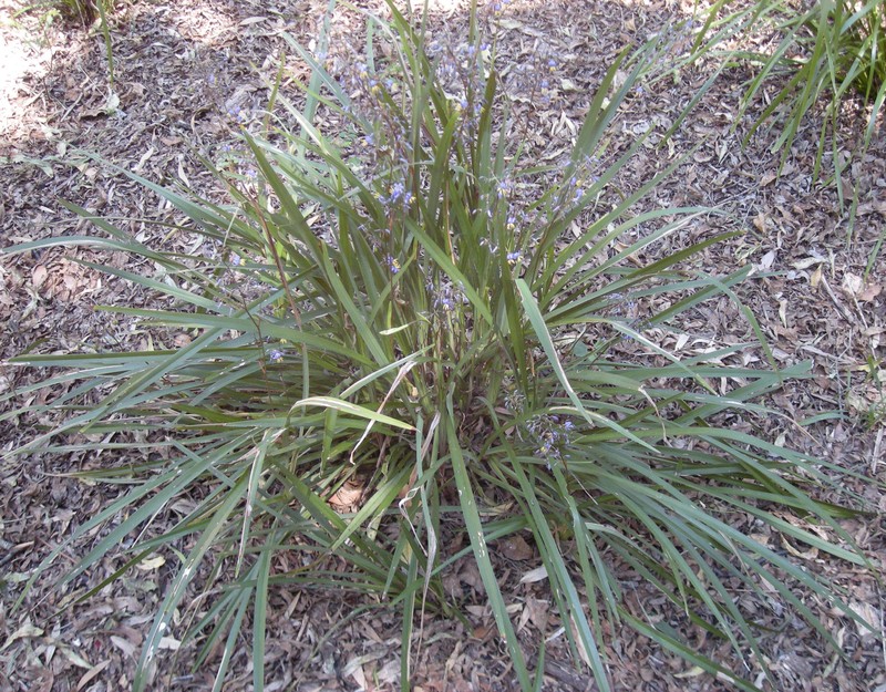 Cerulean Flaxlily photo 3