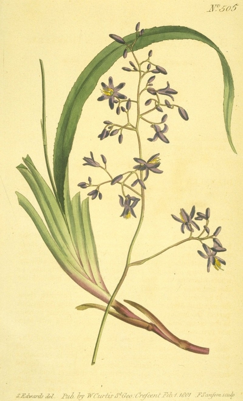 Cerulean Flaxlily photo 4