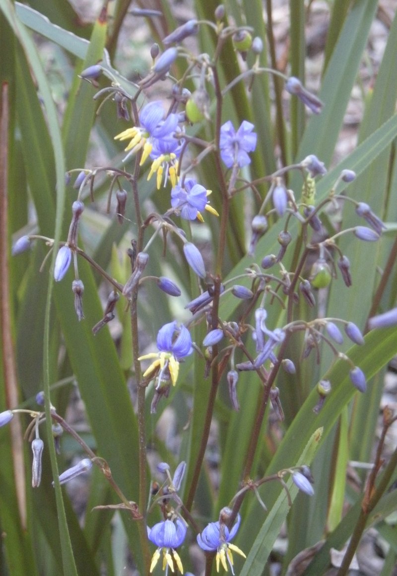 Cerulean Flaxlily