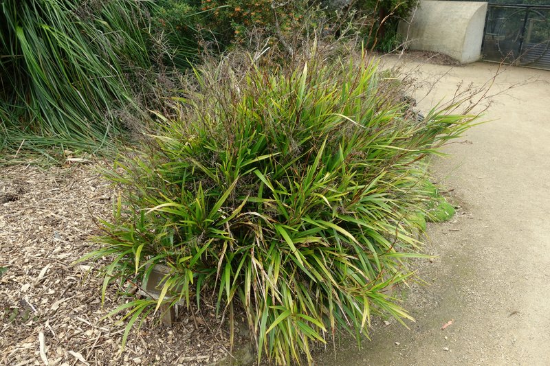 Cerulean Flaxlily photo 6