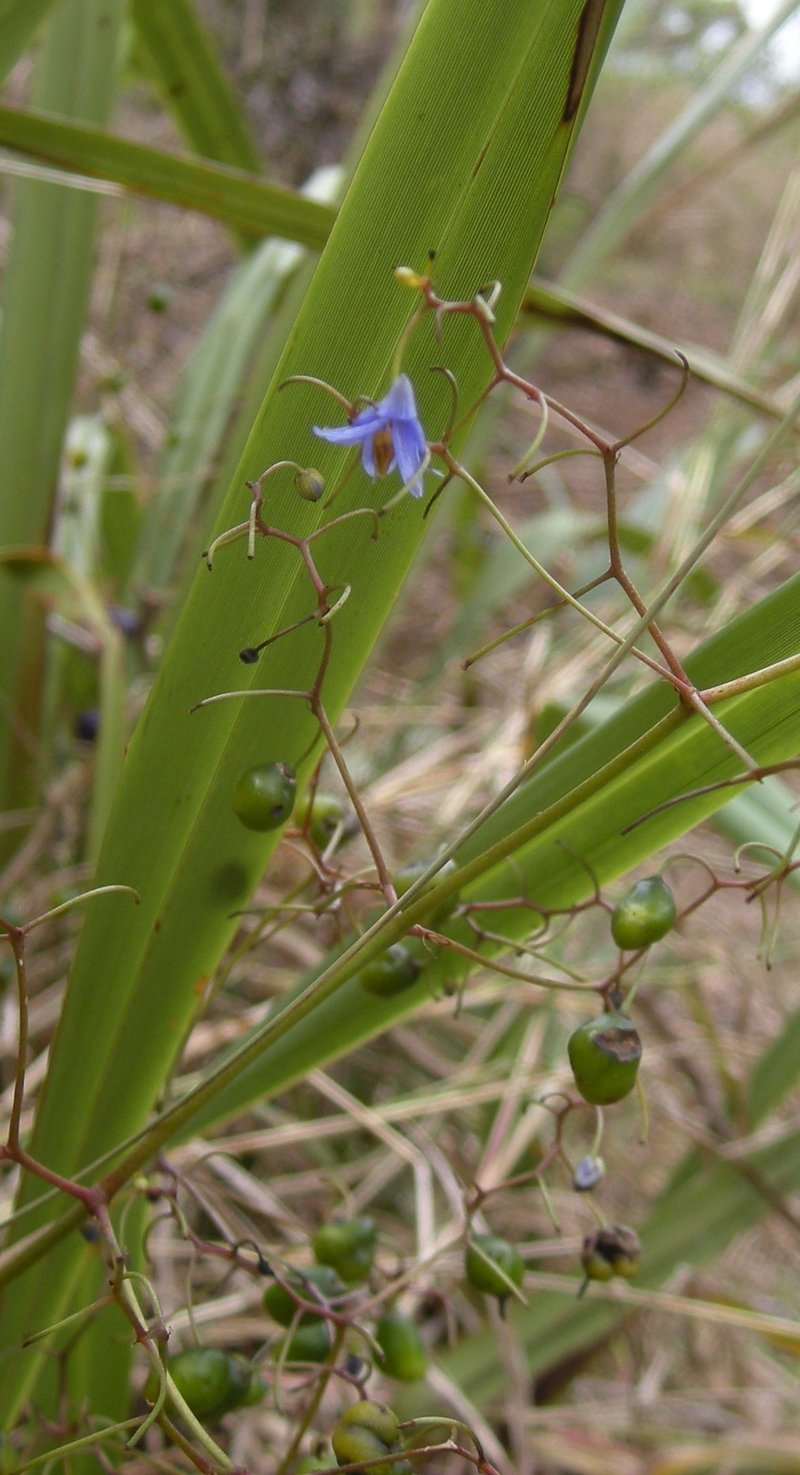Cerulean Flaxlily photo 7