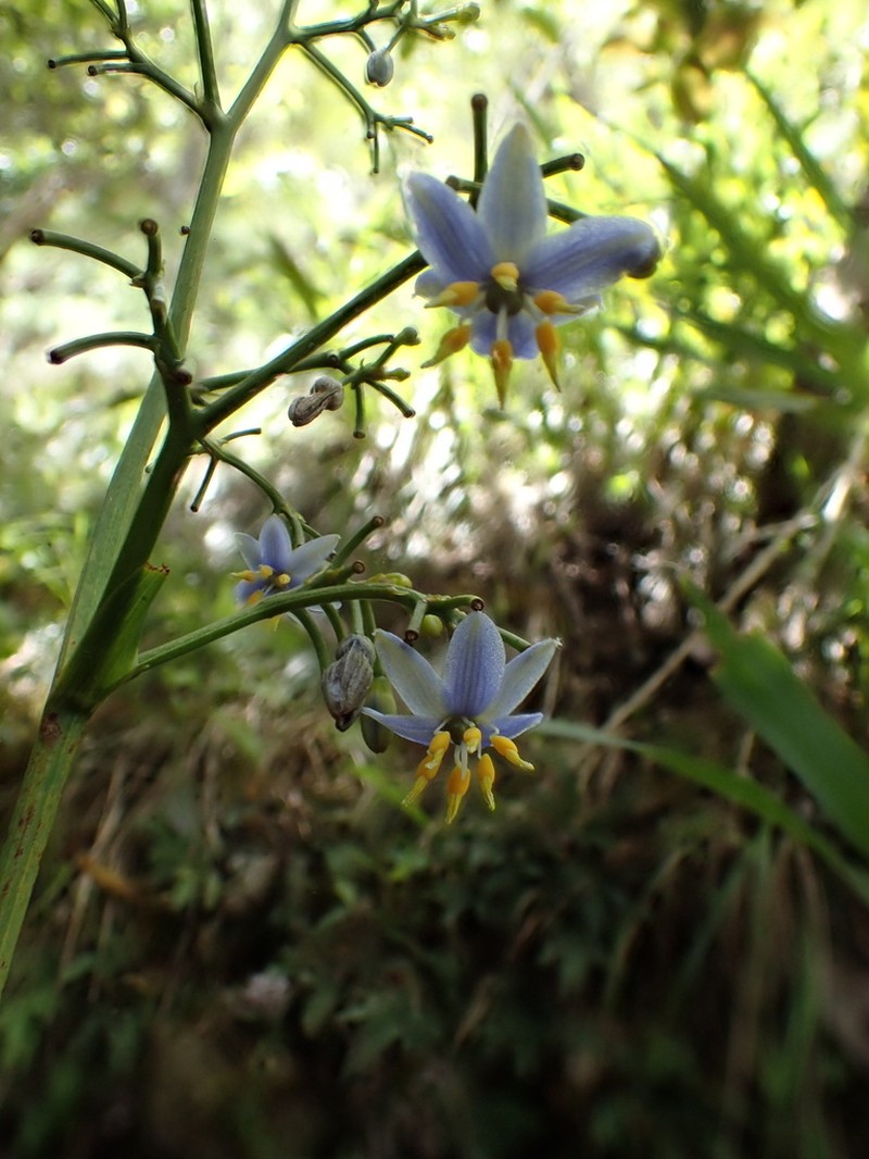'Uki'Uki photo 3