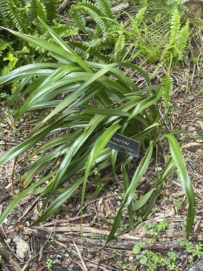 'Uki'Uki photo 4