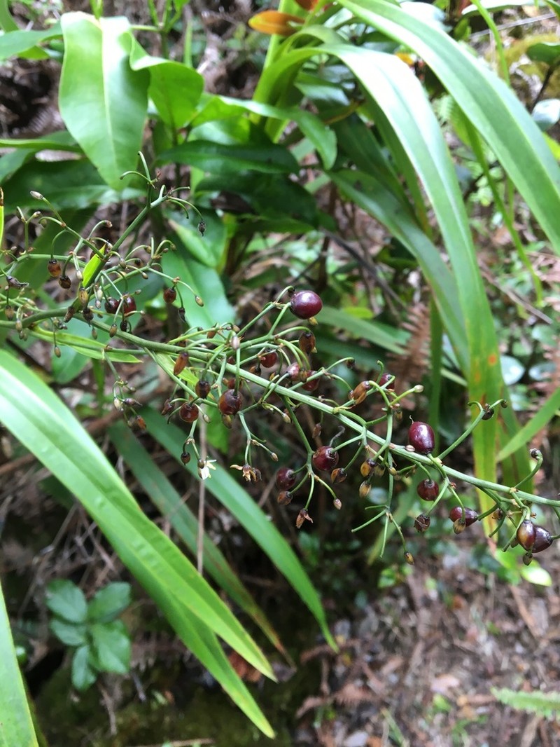 'Uki'Uki photo 5