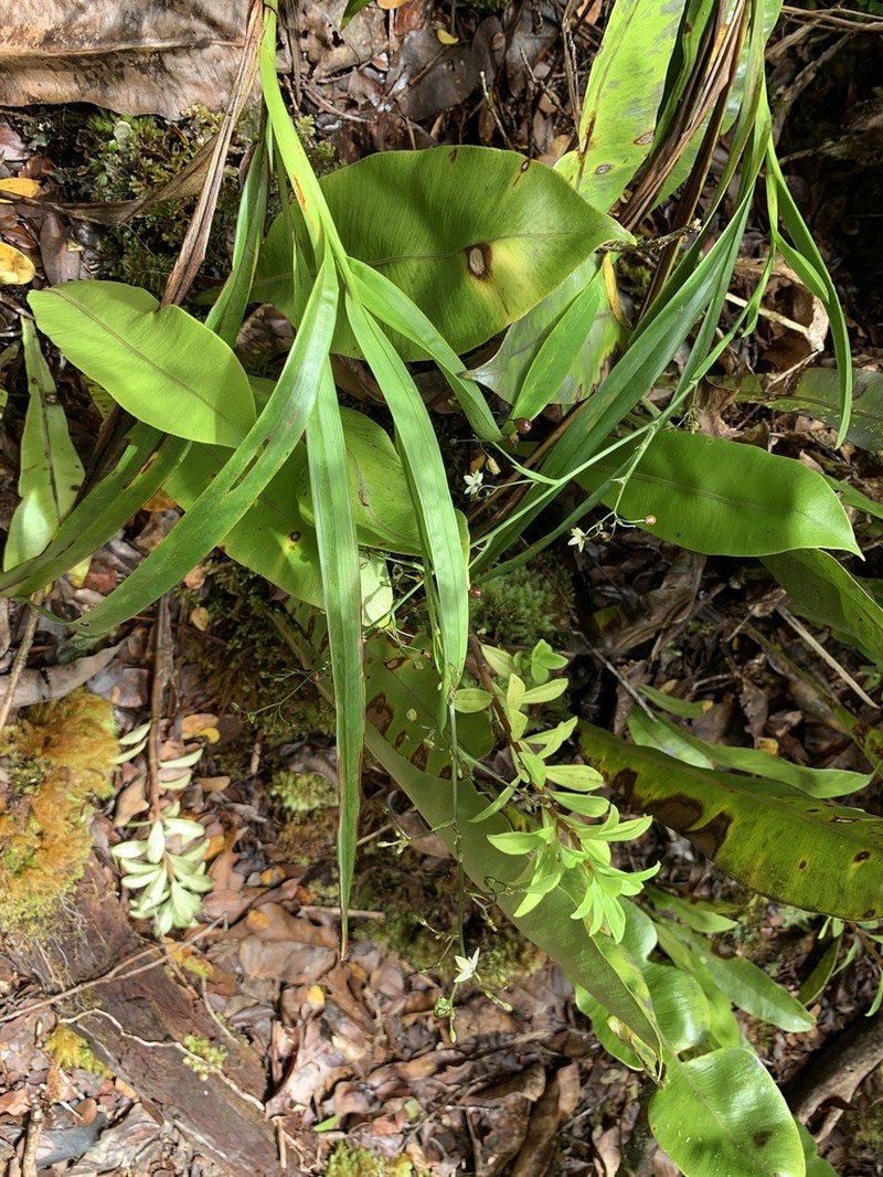'Uki'Uki photo 6