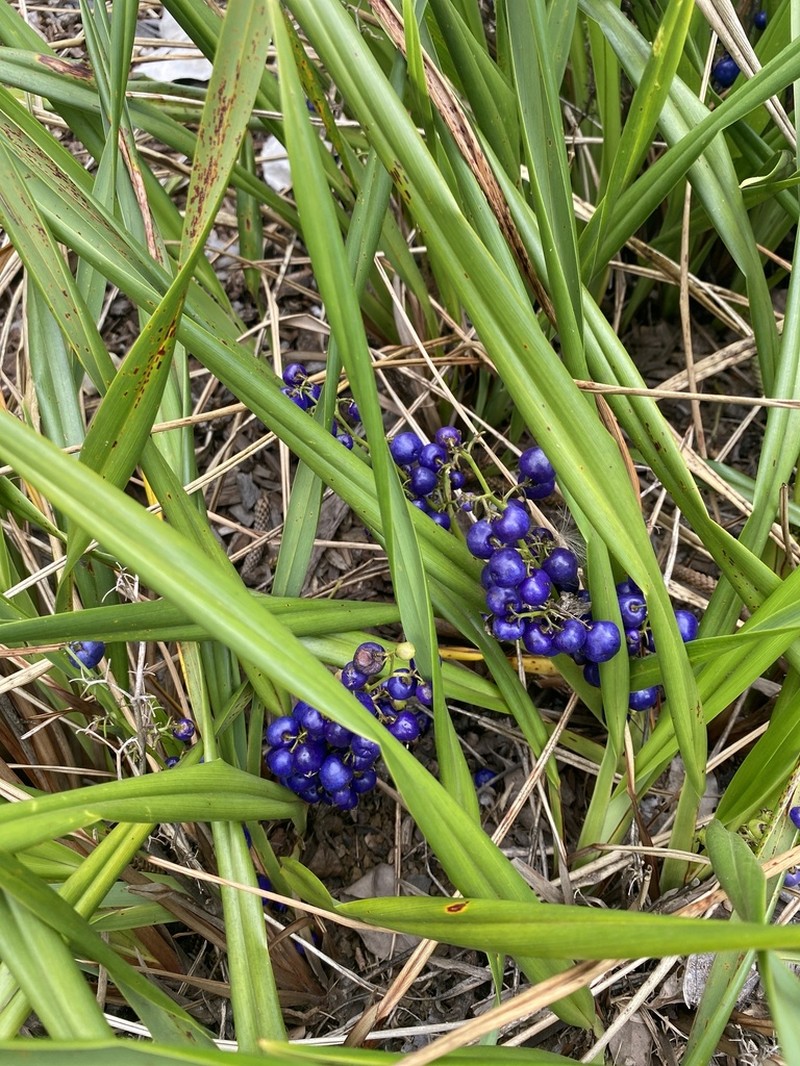 'Uki'Uki photo 8