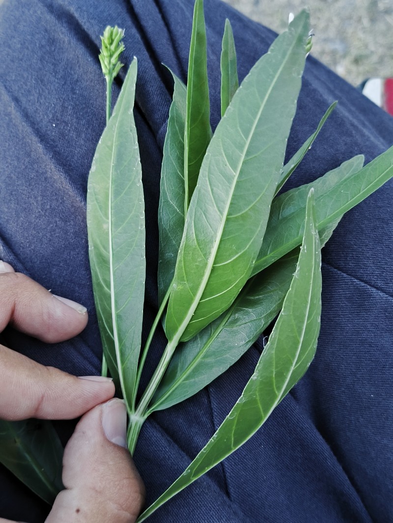 American Water-Willow photo 2