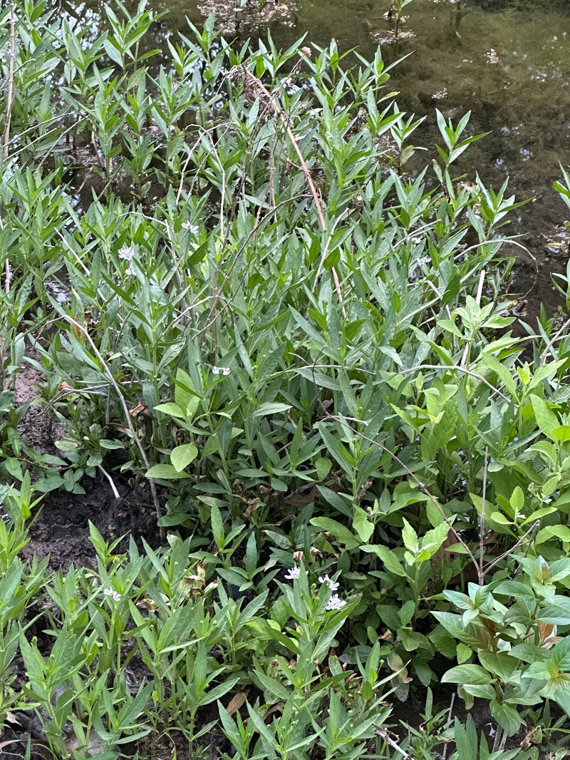 American Water-Willow photo 3