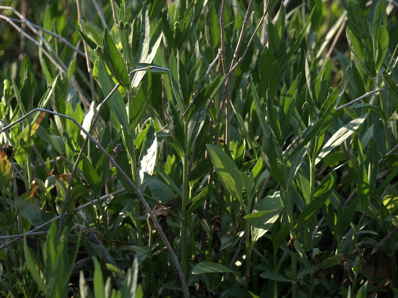 American Water-Willow photo 4