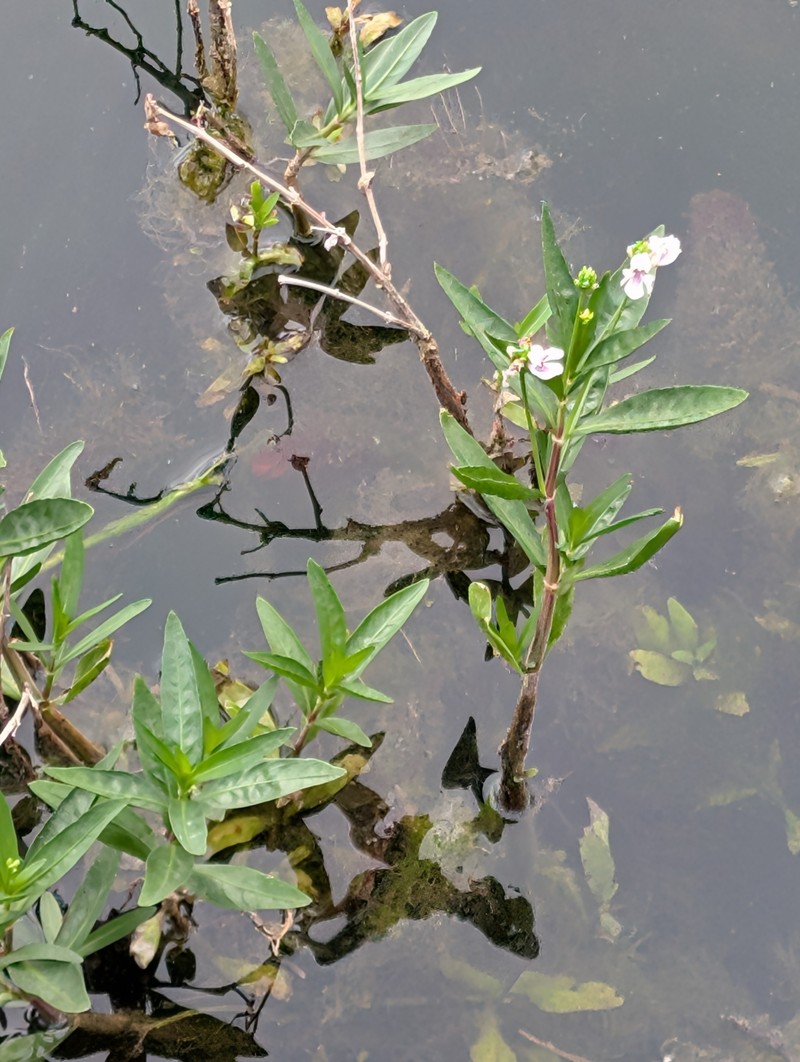 American Water-Willow photo 7