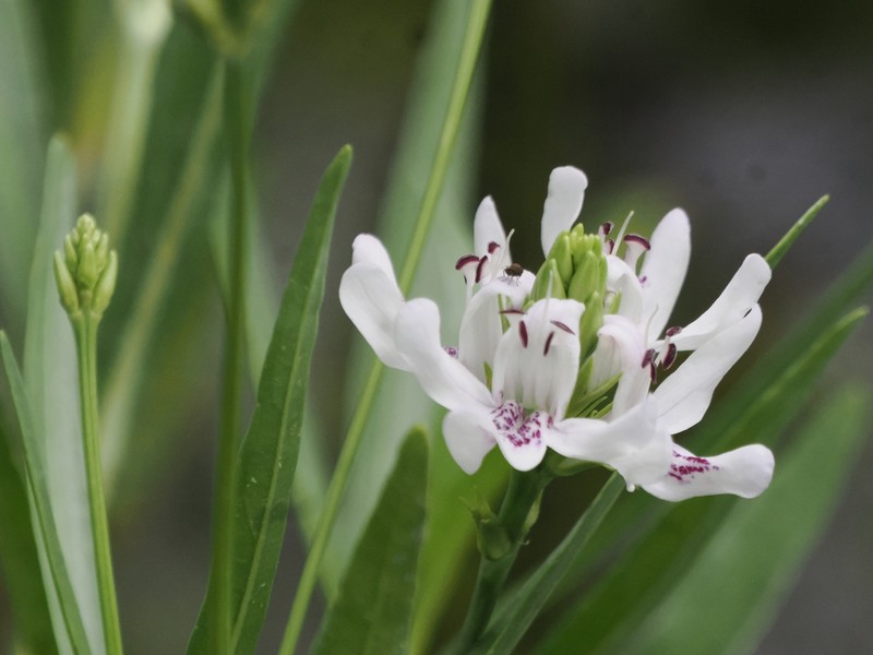 American Water-Willow photo 8