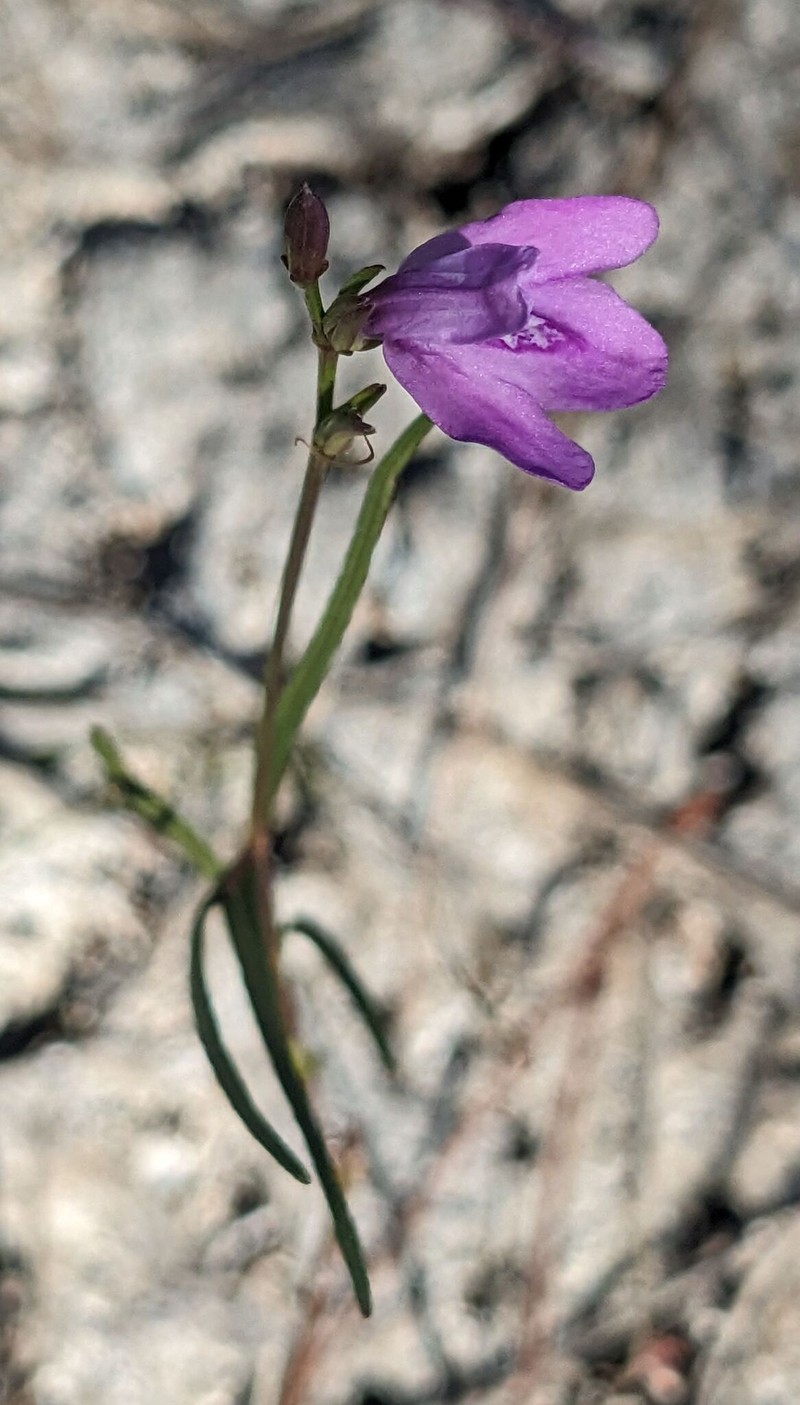 Pineland Water-Willow photo 2