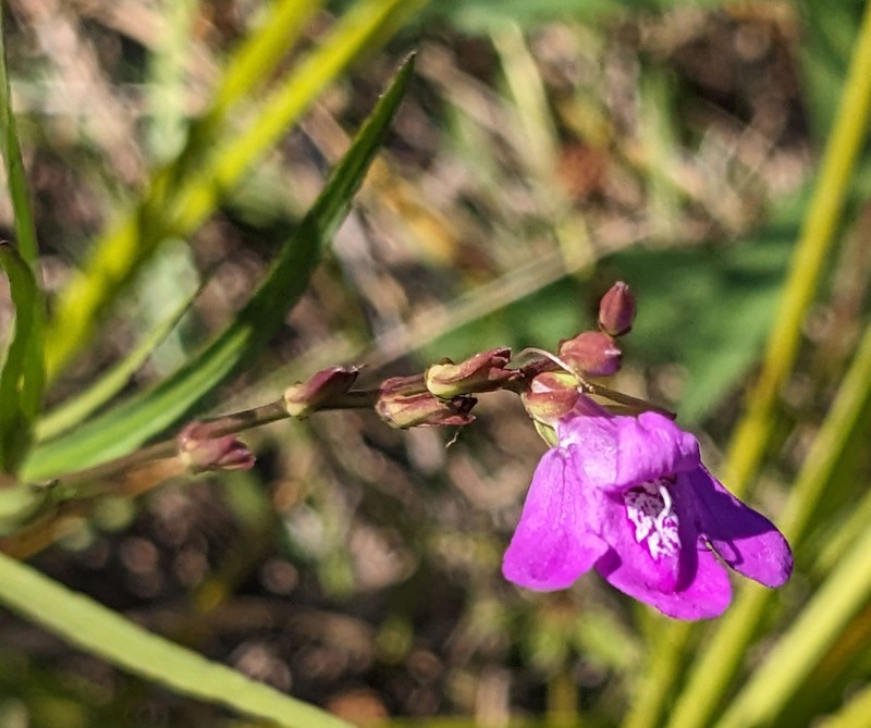 Pineland Water-Willow photo 3