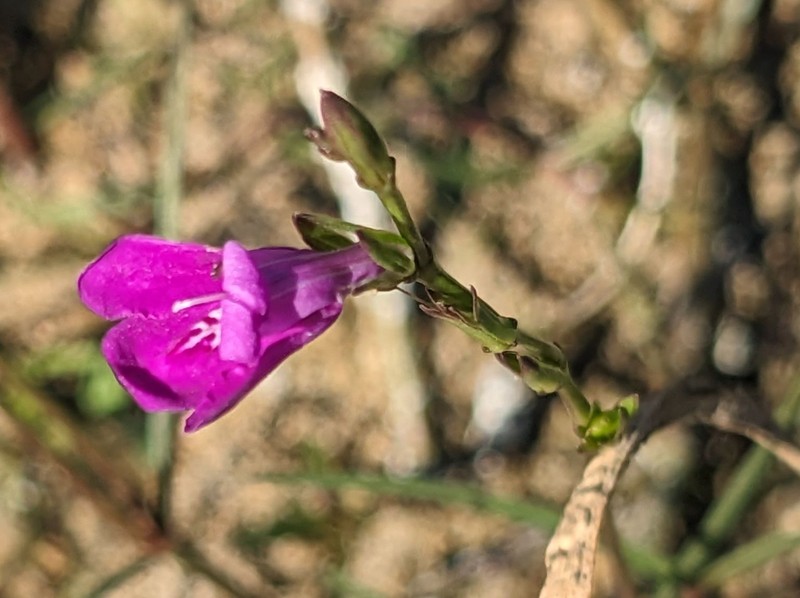 Pineland Water-Willow photo 4