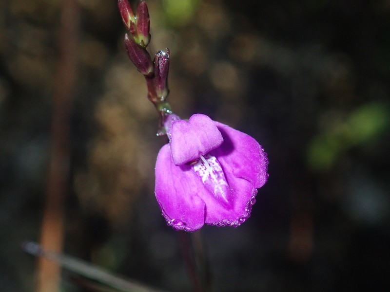 Pineland Water-Willow photo 5