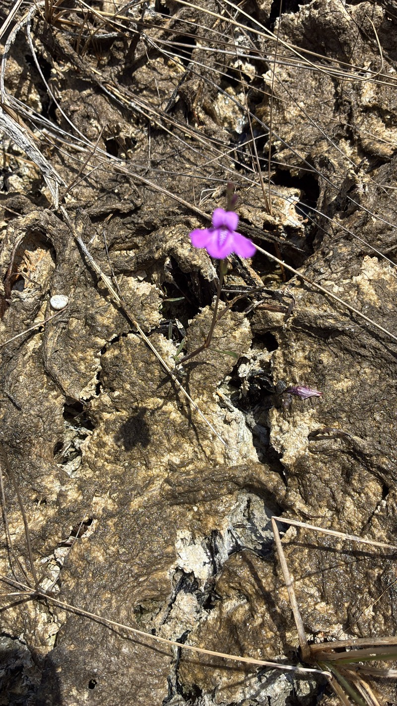 Pineland Water-Willow photo 7