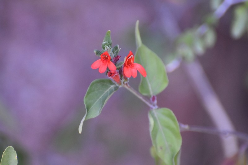 Arizona Water-Willow