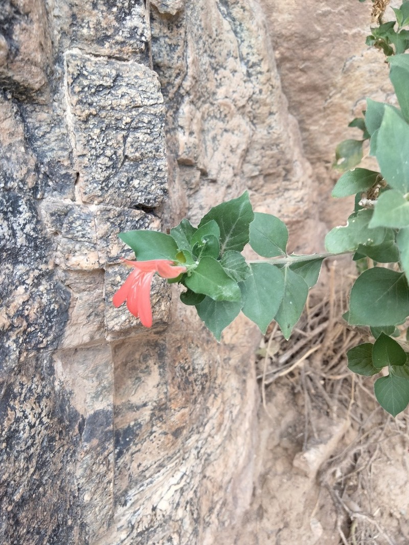Arizona Water-Willow photo 2
