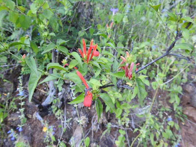 Arizona Water-Willow photo 3