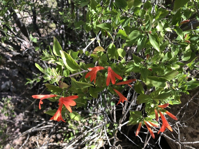 Arizona Water-Willow photo 4