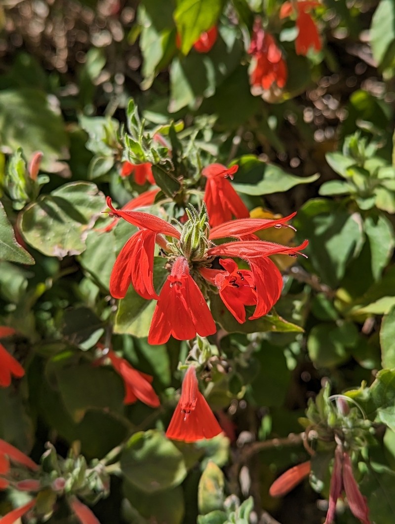 Arizona Water-Willow photo 6