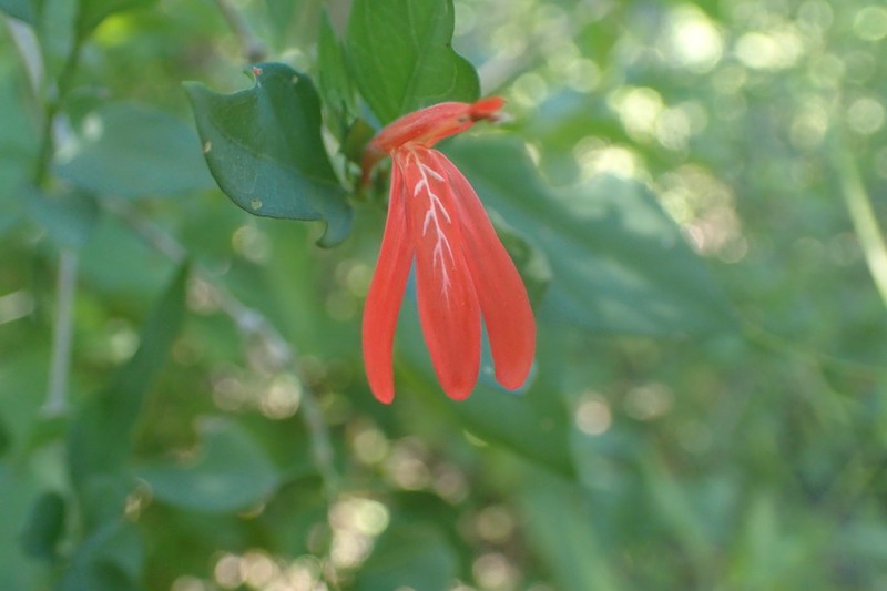 Arizona Water-Willow photo 7