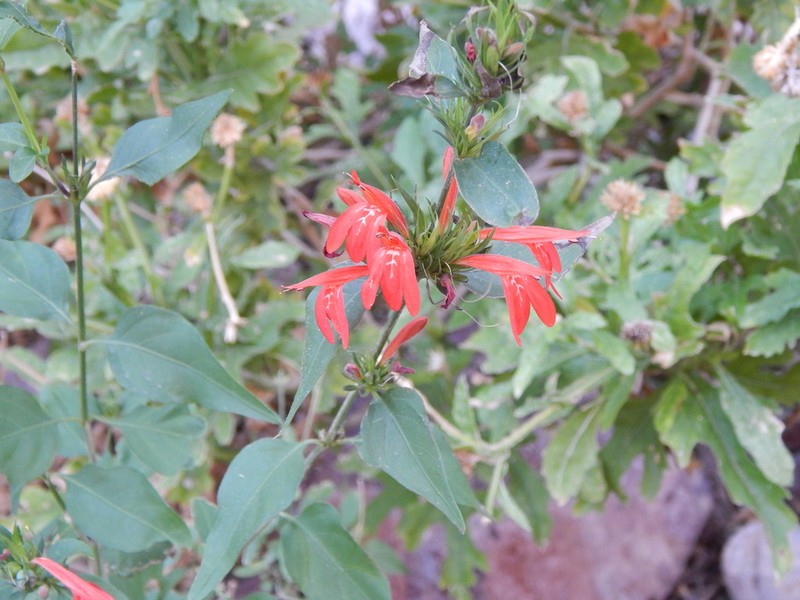 Arizona Water-Willow photo 8