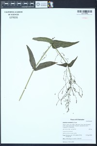Marsh Water-Willow