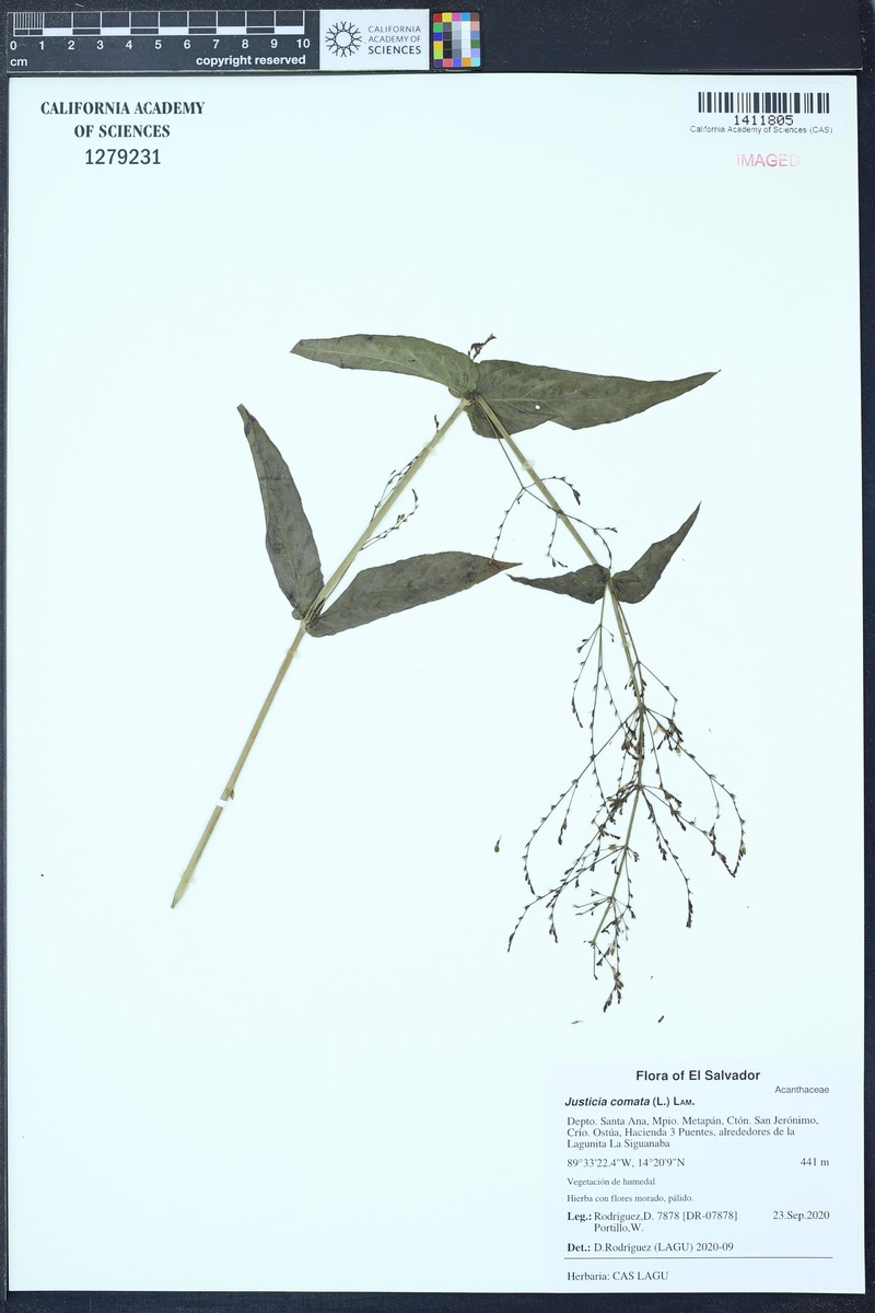 Marsh Water-Willow