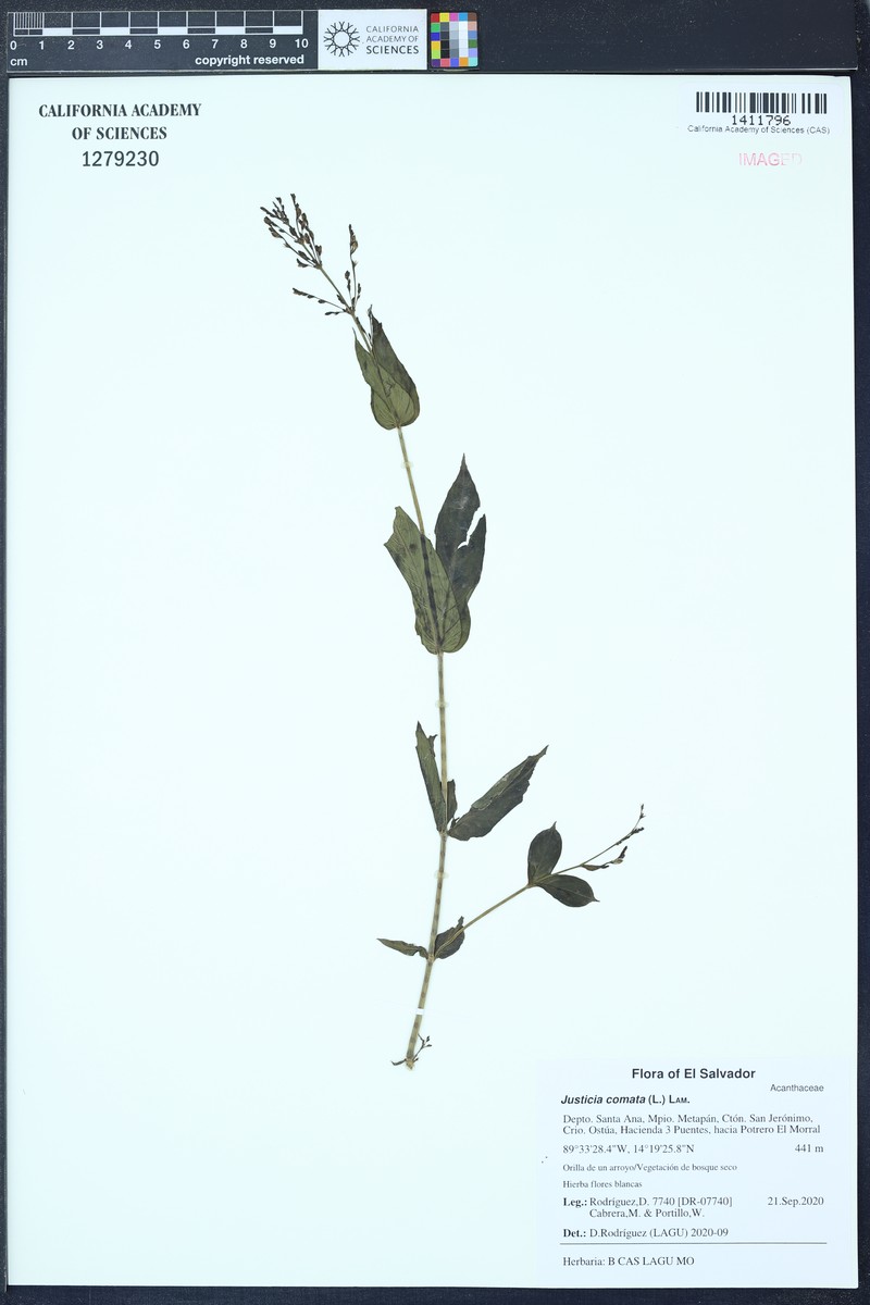 Marsh Water-Willow photo 2